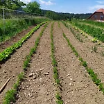 Tourist Farm Strle With Great Local Food Cerknica