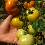 Smještaj na farmi Tourist Farm Strle With Great Local Food *