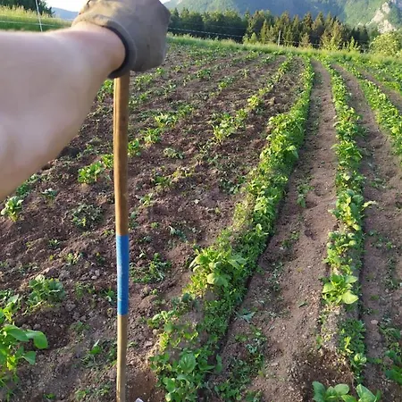 Tourist Farm Strle With Great Local Food Séjour à la ferme Cerknica