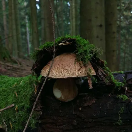 Tourist Farm Strle With Great Local Food * Cerknica