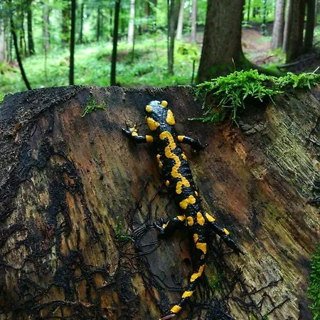 Tourist Farm Strle With Great Local Food Cerknica