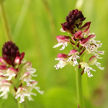 Tourist Farm Strle With Great Local Food Cerknica