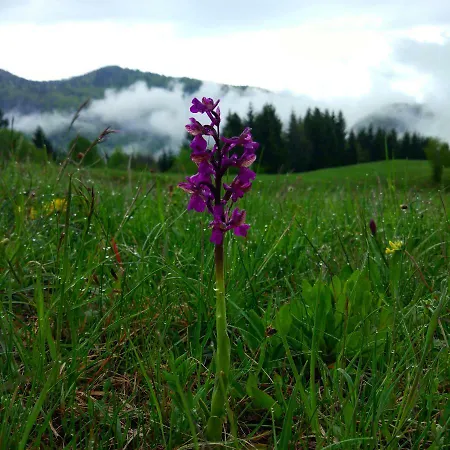 Tourist Farm Strle With Great Local Food Séjour à la ferme