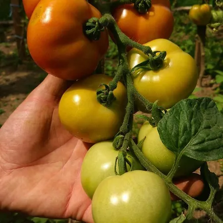 Κατάλυμα σε φάρμα Tourist Farm Strle With Great Local Food *