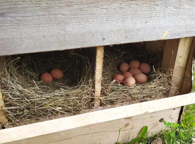 Tourist Farm Strle With Great Local Food