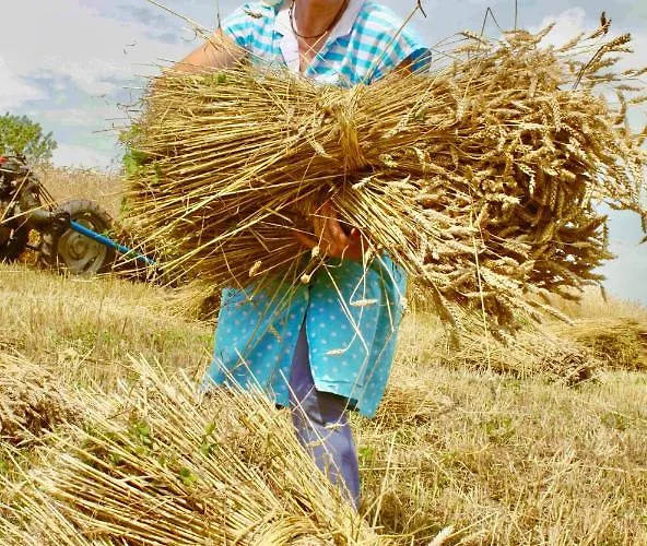 Tourist Farm Strle With Great Local Food Alloggio per agriturismo Cerknica