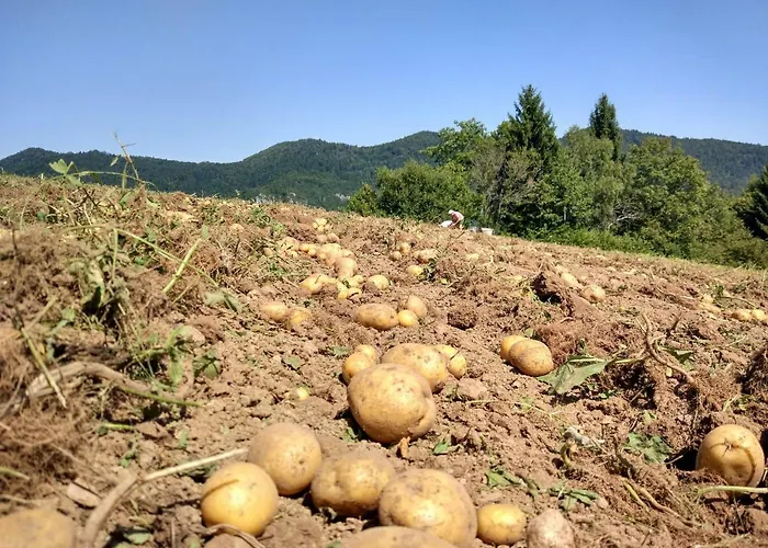 Tourist Farm Strle With Great Local Food * Cerknica