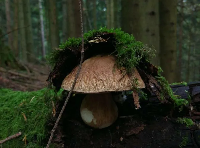 Tourist Farm Strle With Great Local Food * Cerknica