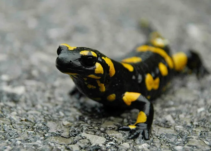 Tourist Farm Strle With Great Local Food