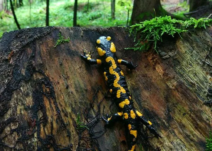 Tourist Farm Strle With Great Local Food צרקניצה