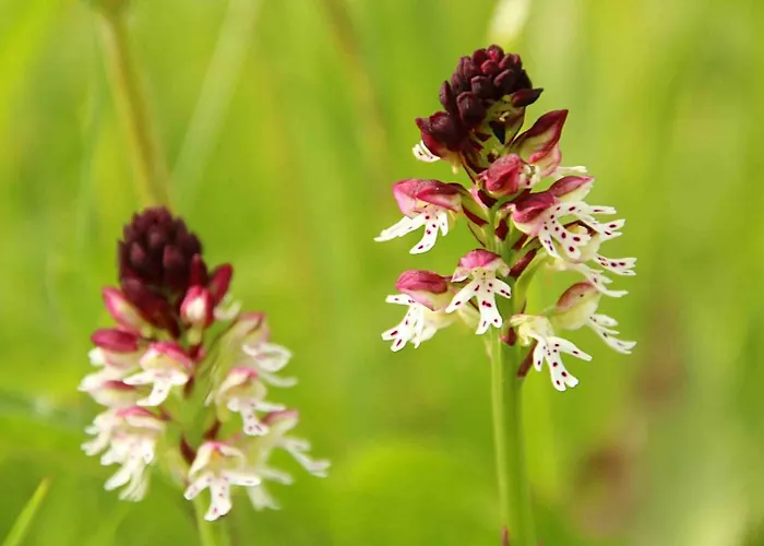 Tourist Farm Strle With Great Local Food 체르크니차