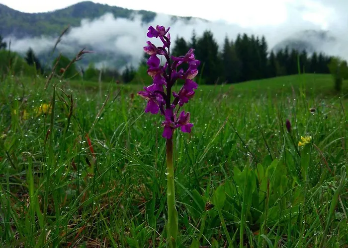 Tourist Farm Strle With Great Local Food Alloggio per agriturismo