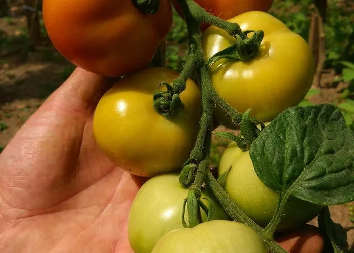 Alloggio per agriturismo Tourist Farm Strle With Great Local Food *